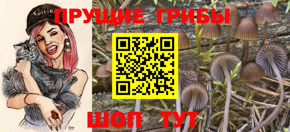 Зерноград  Псилоцибиновые грибы Psilocybine cubensis  Вход с VPN 